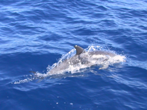 dauphins